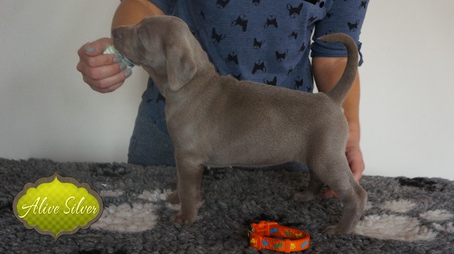 Miot A — Puppies Weimaraners Litter A/30 Days