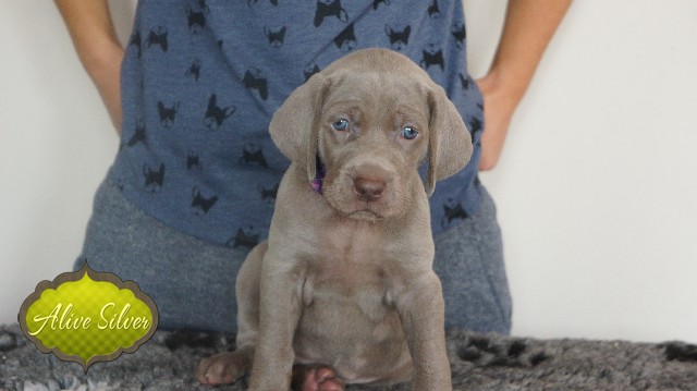 Miot A — Puppies Weimaraners Litter A/30 Days