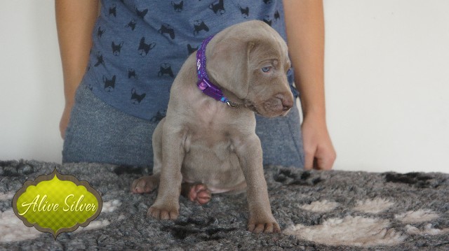 Miot A — Puppies Weimaraners Litter A/30 Days