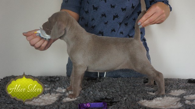 Miot A — Puppies Weimaraners Litter A/30 Days