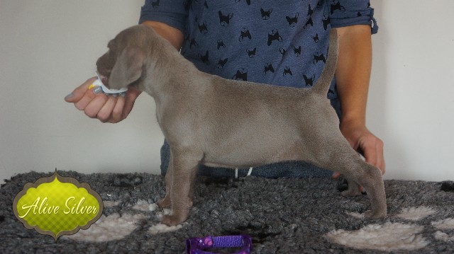 Miot A — Puppies Weimaraners Litter A/30 Days