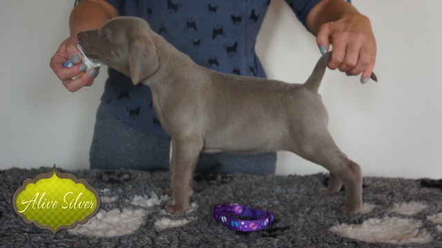 Miot A — Puppies Weimaraners Litter A/30 Days
