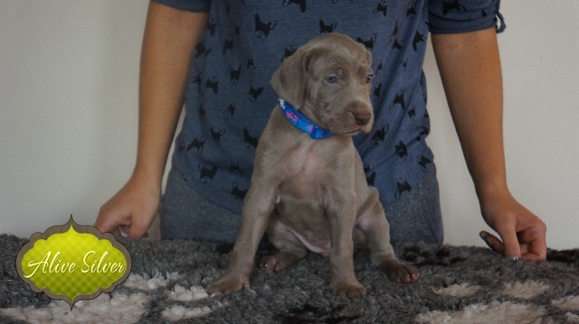 Miot A — Puppies Weimaraners Litter A/30 Days