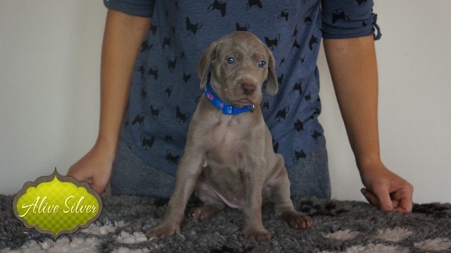 Miot A — Puppies Weimaraners Litter A/30 Days