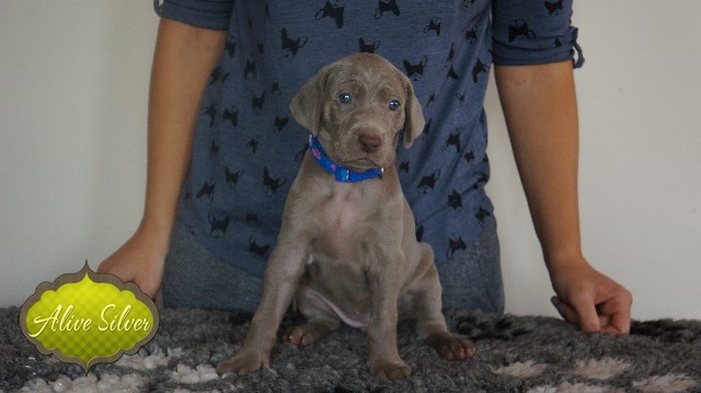 Miot A — Puppies Weimaraners Litter A/30 Days