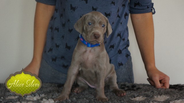 Miot A — Puppies Weimaraners Litter A/30 Days