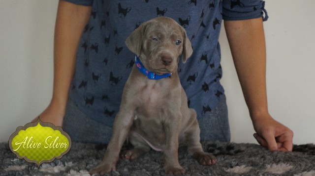 Miot A — Puppies Weimaraners Litter A/30 Days