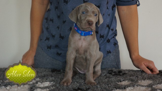 Miot A — Puppies Weimaraners Litter A/30 Days