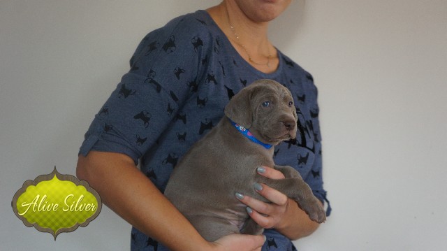 Miot A — Puppies Weimaraners Litter A/30 Days
