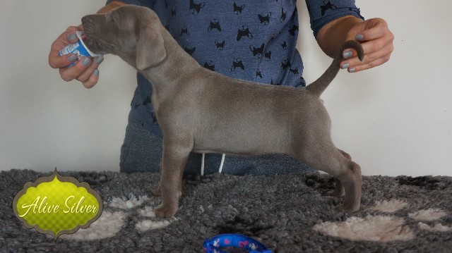 Miot A — Puppies Weimaraners Litter A/30 Days
