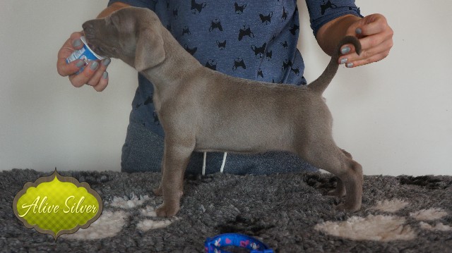 Miot A — Puppies Weimaraners Litter A/30 Days
