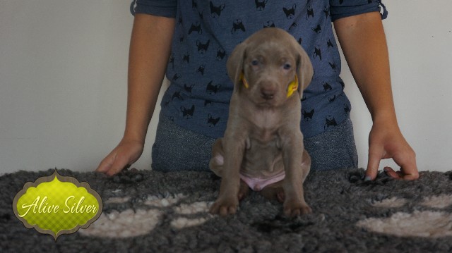 Miot A — Puppies Weimaraners Litter A/30 Days
