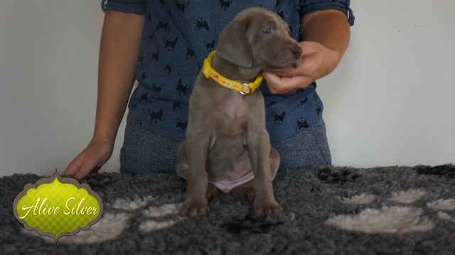 Miot A — Puppies Weimaraners Litter A/30 Days