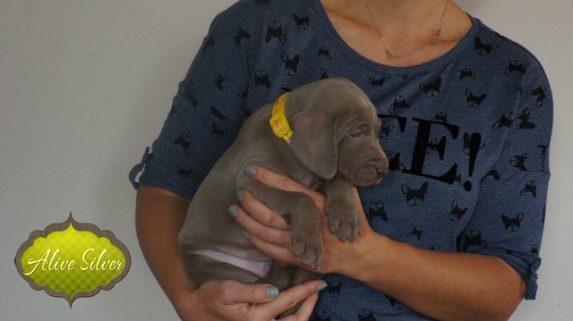 Miot A — Puppies Weimaraners Litter A/30 Days
