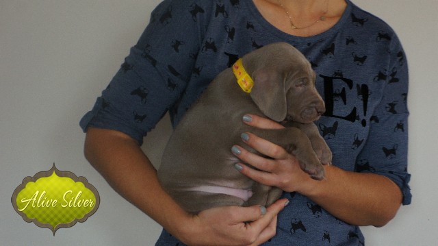 Miot A — Puppies Weimaraners Litter A/30 Days