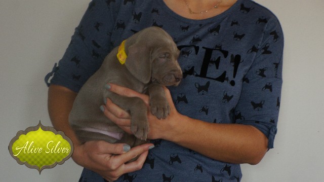 Miot A — Puppies Weimaraners Litter A/30 Days