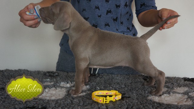 Miot A — Puppies Weimaraners Litter A/30 Days