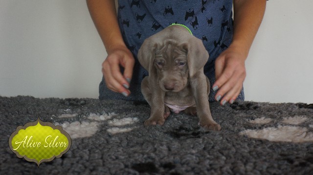 Miot A — Puppies Weimaraners Litter A/30 Days