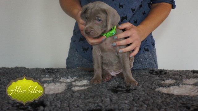 Miot A — Puppies Weimaraners Litter A/30 Days
