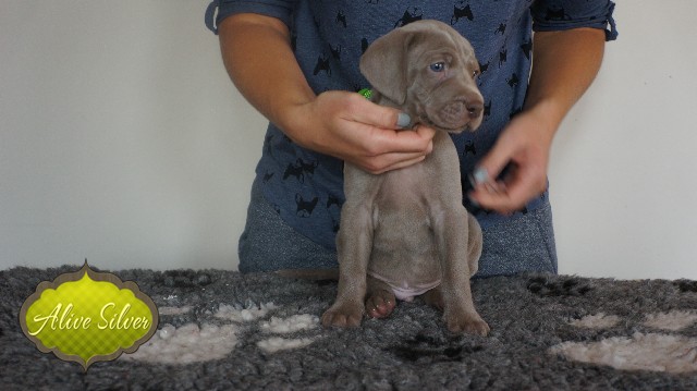 Miot A — Puppies Weimaraners Litter A/30 Days