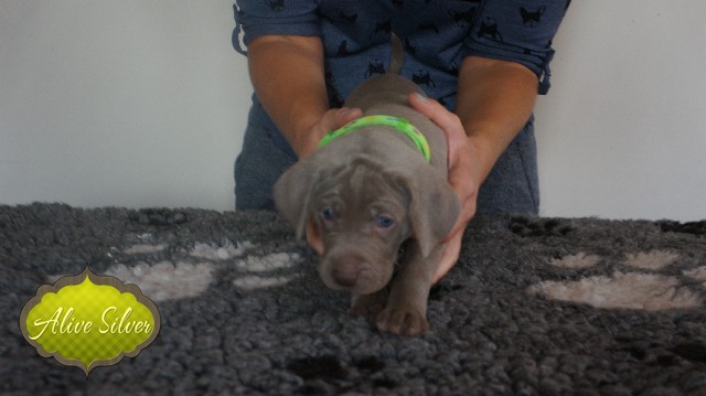 Miot A — Puppies Weimaraners Litter A/30 Days