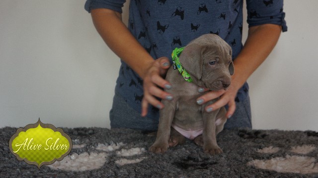 Miot A — Puppies Weimaraners Litter A/30 Days