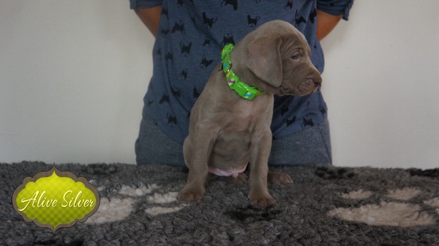 Miot A — Puppies Weimaraners Litter A/30 Days