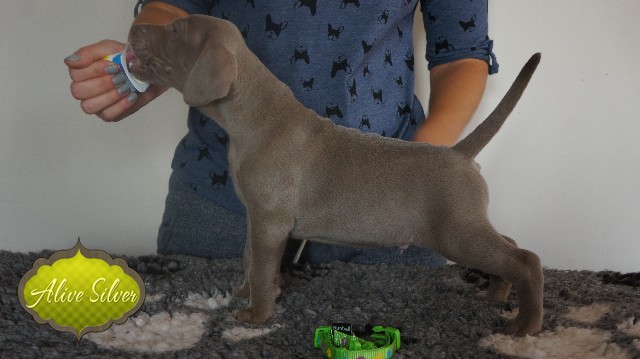 Miot A — Puppies Weimaraners Litter A/30 Days