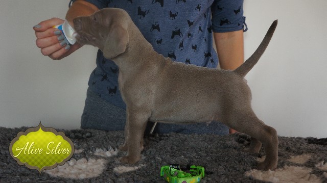 Miot A — Puppies Weimaraners Litter A/30 Days