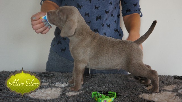Miot A — Puppies Weimaraners Litter A/30 Days