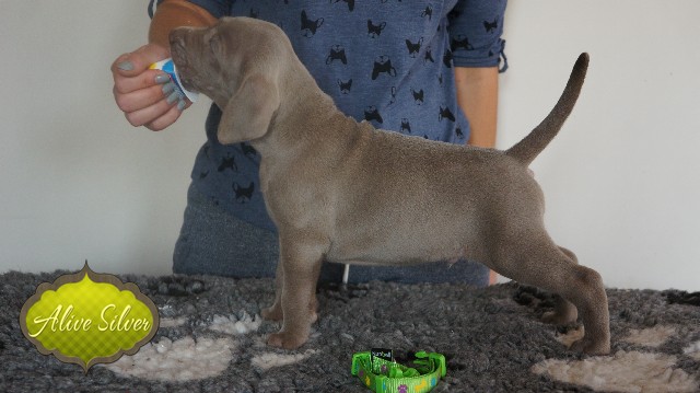 Miot A — Puppies Weimaraners Litter A/30 Days