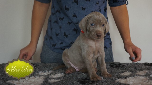 Miot A — Puppies Weimaraners Litter A/30 Days