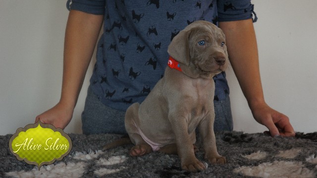 Miot A — Puppies Weimaraners Litter A/30 Days