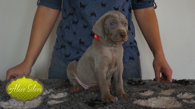Miot A — Puppies Weimaraners Litter A/30 Days
