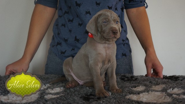 Miot A — Puppies Weimaraners Litter A/30 Days