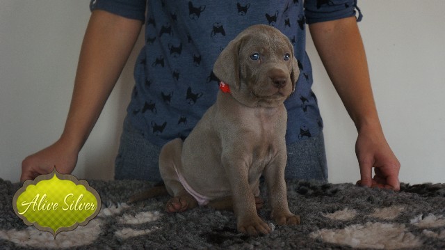 Miot A — Puppies Weimaraners Litter A/30 Days