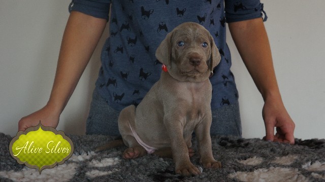 Miot A — Puppies Weimaraners Litter A/30 Days