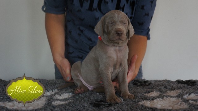 Miot A — Puppies Weimaraners Litter A/30 Days