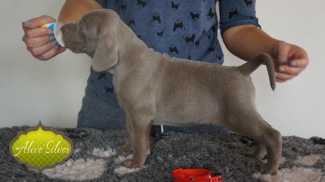 Miot A — Puppies Weimaraners Litter A/30 Days