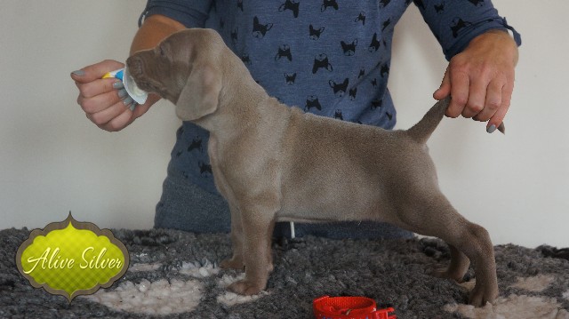 Miot A — Puppies Weimaraners Litter A/30 Days