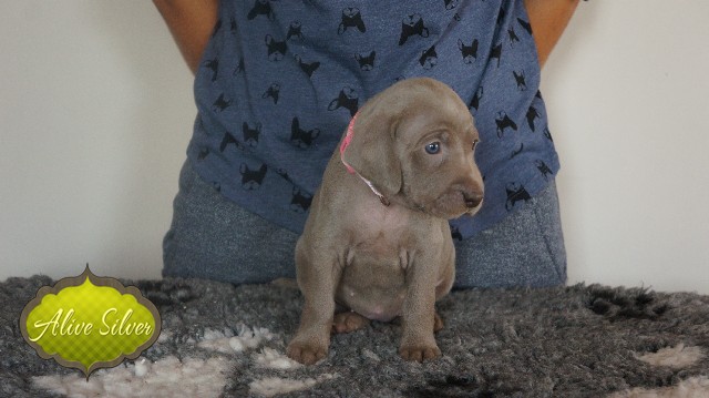Miot A — Puppies Weimaraners Litter A/30 Days