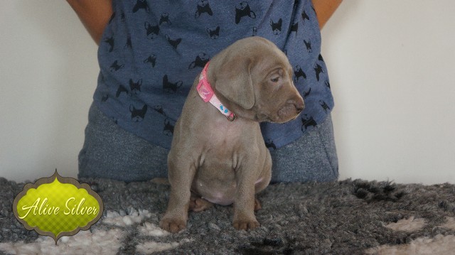 Miot A — Puppies Weimaraners Litter A/30 Days
