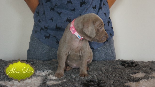 Miot A — Puppies Weimaraners Litter A/30 Days
