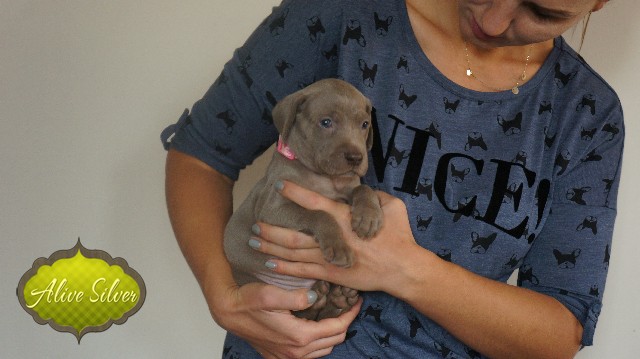 Miot A — Puppies Weimaraners Litter A/30 Days