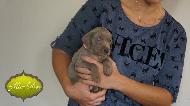 Miot A — Puppies Weimaraners Litter A/30 Days