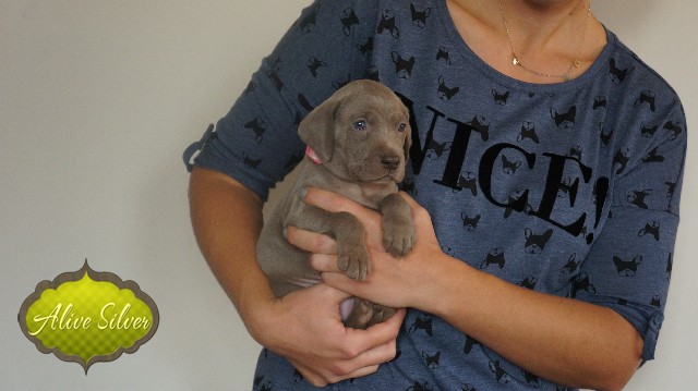 Miot A — Puppies Weimaraners Litter A/30 Days