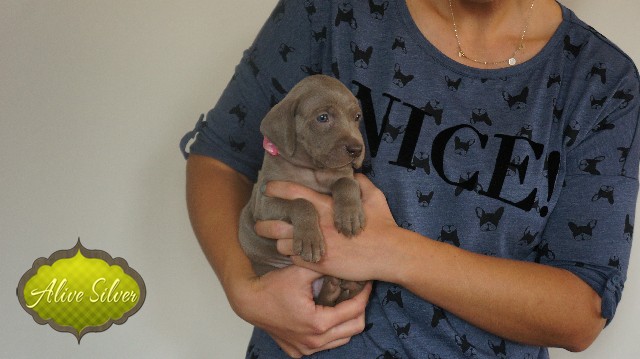 Miot A — Puppies Weimaraners Litter A/30 Days