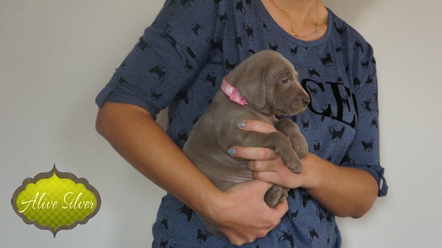 Miot A — Puppies Weimaraners Litter A/30 Days