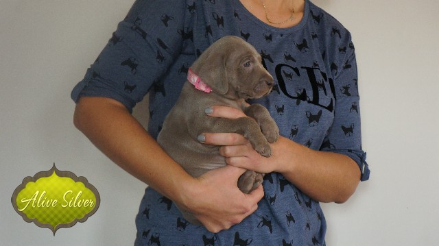 Miot A — Puppies Weimaraners Litter A/30 Days