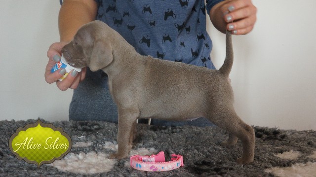 Miot A — Puppies Weimaraners Litter A/30 Days
